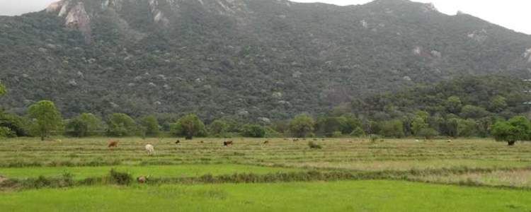 Ritigala Sanjeevani Mountain (Ritigala Strict Nature Reserve) Sri Lanka Image