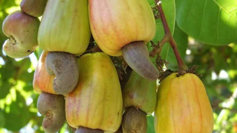 Sri Lanka Tropical Agriculture Industry Image