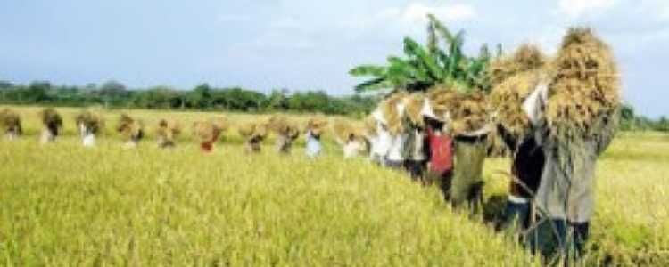 Sri Lanka Tropical Agriculture Industry Image