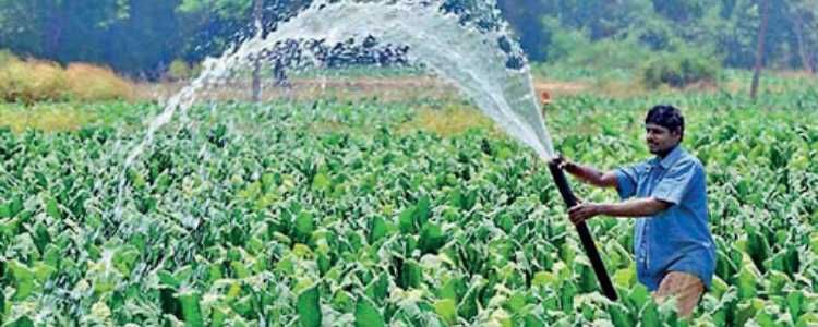 Sri Lanka Tropical Agriculture Industry Image