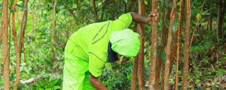 Sri Lanka Cinnamon Industry Image
