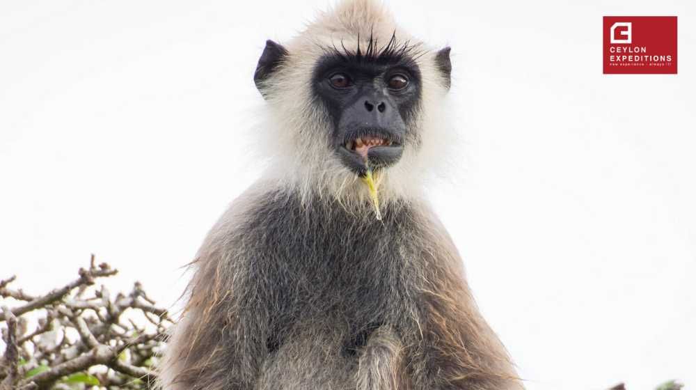 Primates in Sri Lanka Image