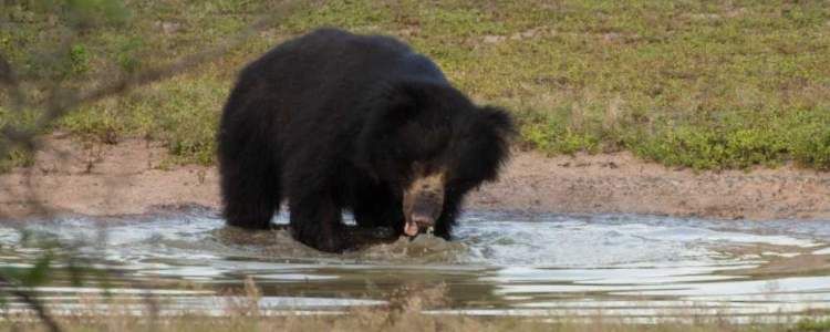 Sri Lankan Sloth Bear Image