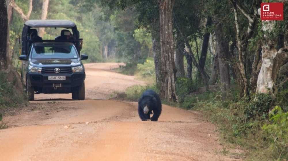 Sri Lankan Sloth Bear Image