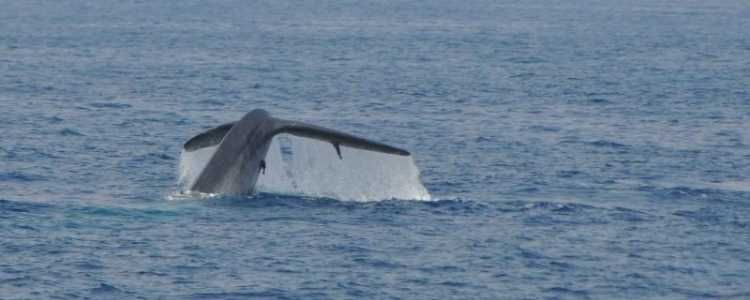 Blue Whale Image