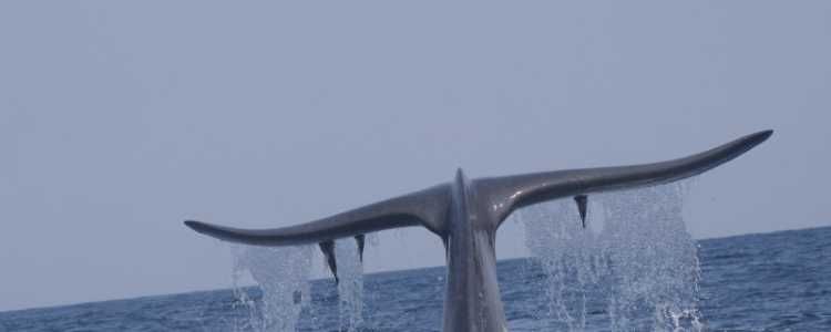 Blue Whale Image
