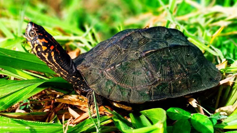 Turtles of Sri Lanka