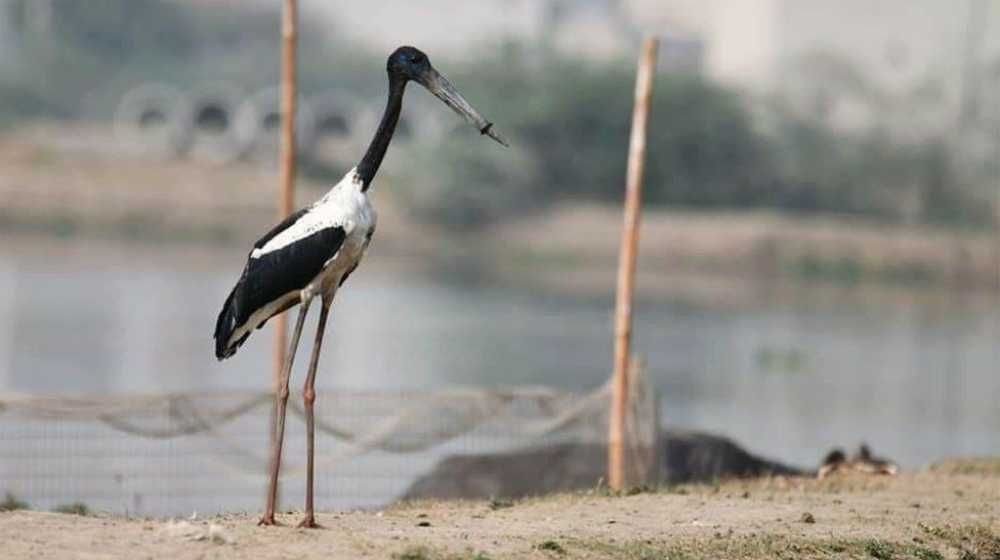 Black-Necked Stork Image