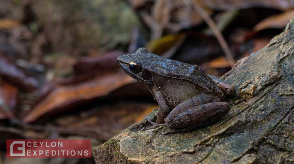 Amphibians in Sri Lanka