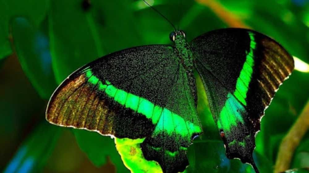 Butterflies in Sri Lanka