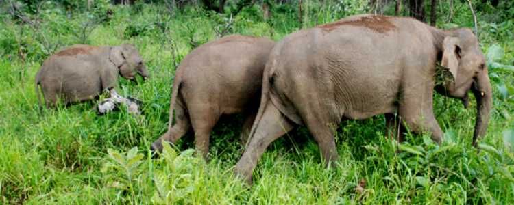 Sri Lanka human – Elephant conflict Image