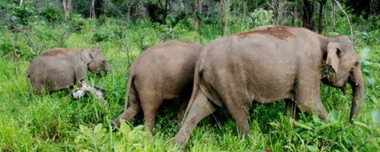 Sri Lanka human – Elephant conflict Image
