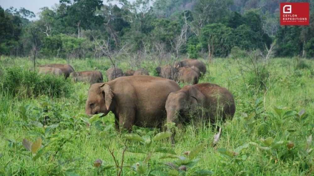 Elephant Census in Sri Lanka 2019