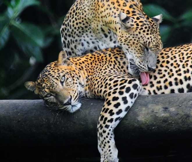 Wildlife photography tour Sri Lanka