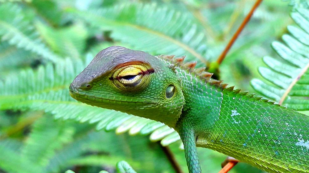 Wildlife photography tour Sri Lanka Image