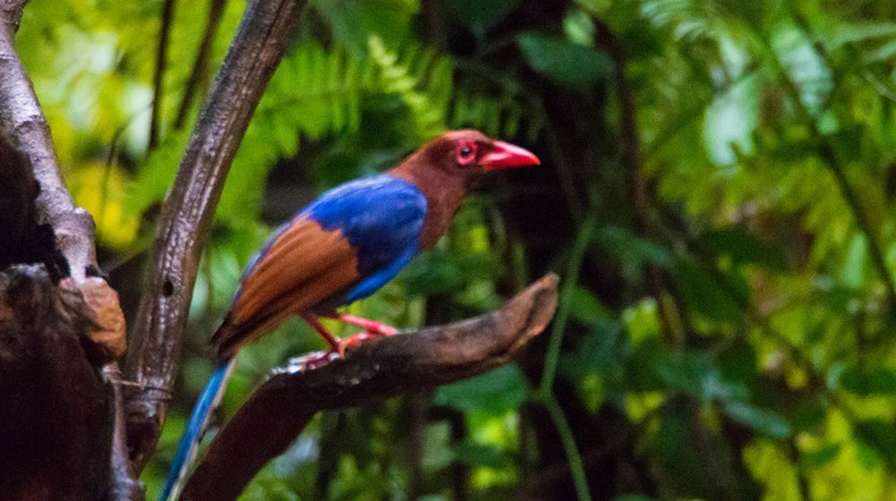 Wildlife photography tour Sri Lanka Image