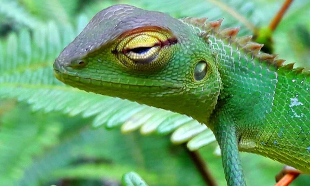 Bird Watching Holiday Sri Lanka Image