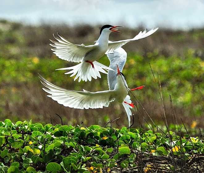 Birding Tour in Sri Lanka
