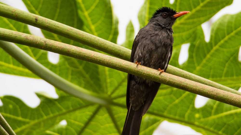 Birding Tour in Sri Lanka Image