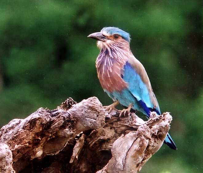 Bird Watching Tours Sri Lanka – 16 Days