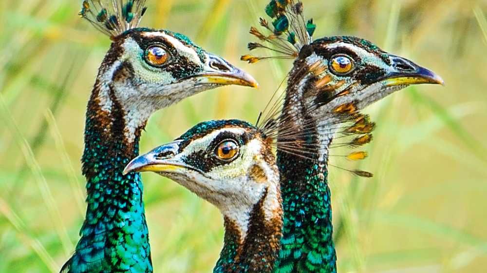 Bird Watching Tours Sri Lanka – 16 Days Image