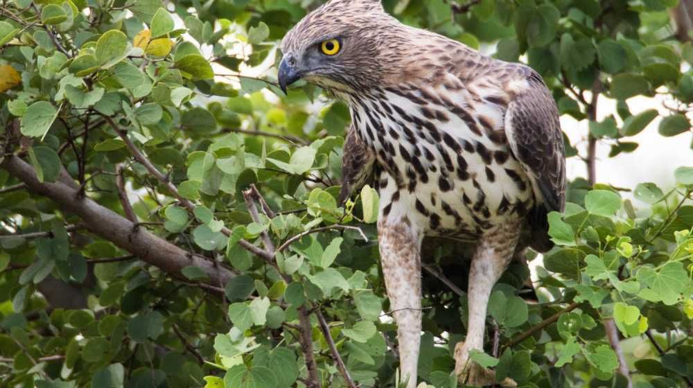 Bird Watching Tours Sri Lanka – 16 Days Image