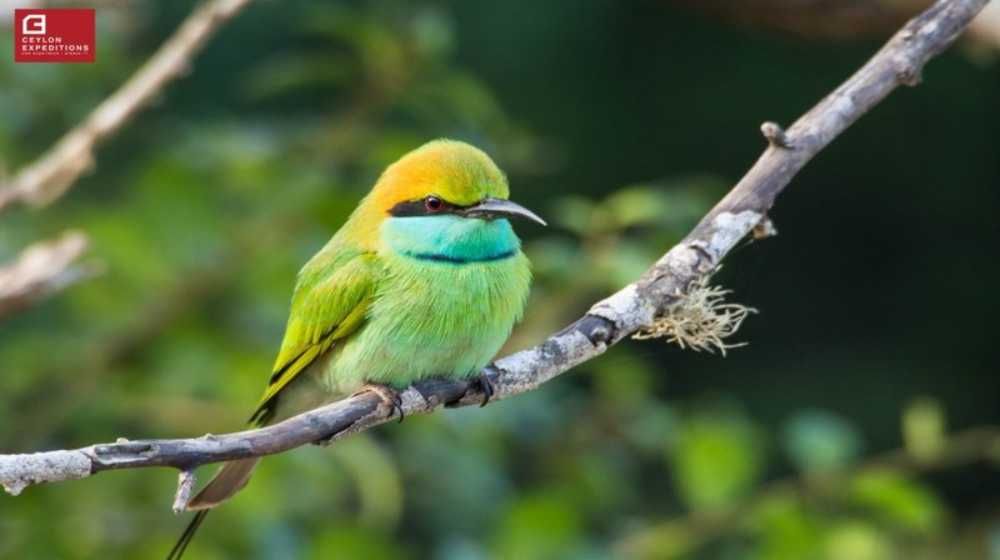Bird Watching Tours Sri Lanka – 16 Days Image