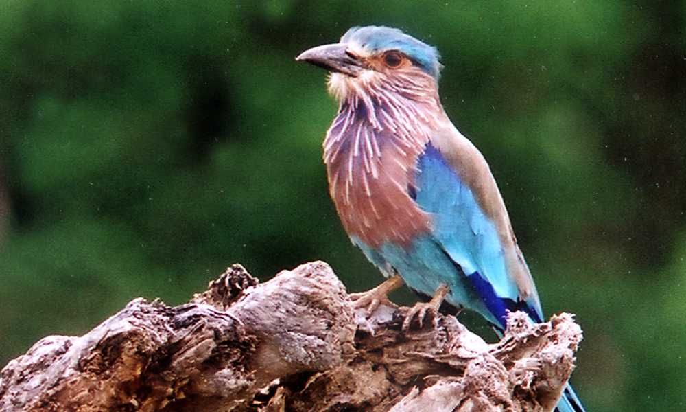 Bird Watching Holiday Sri Lanka Image
