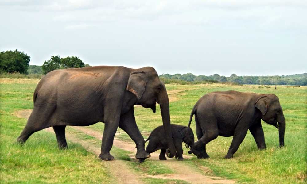Limited Mobility Holidays Sri Lanka Image