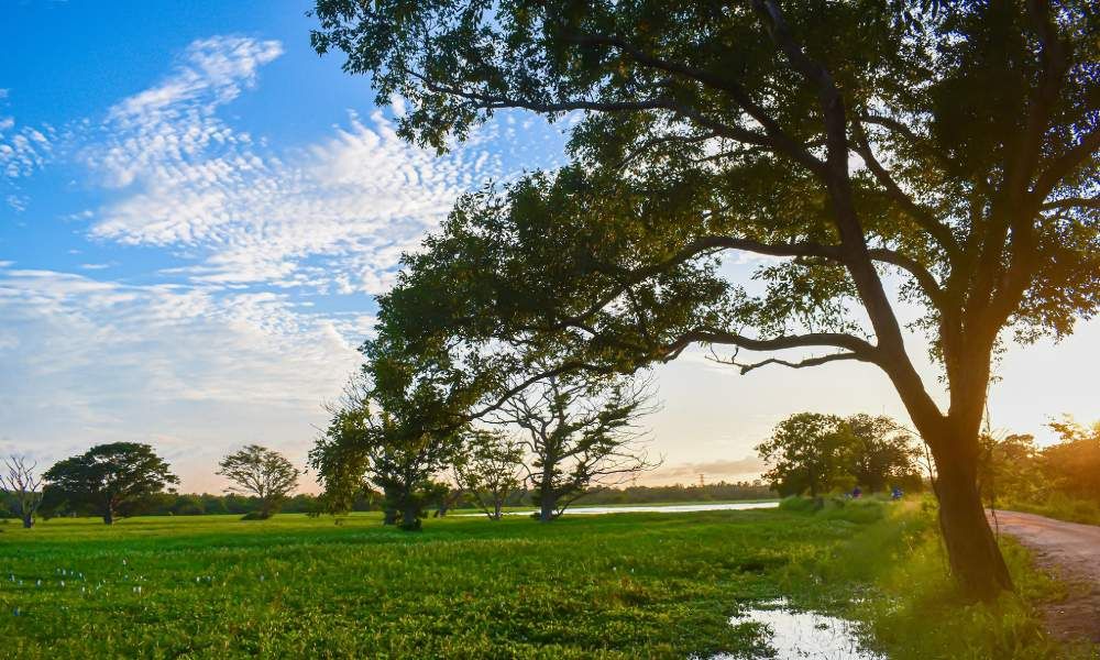 Limited Mobility Holidays Sri Lanka Image