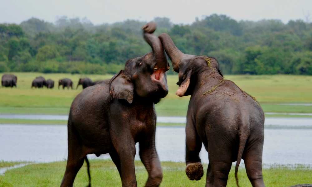 Accessible Holidays Sri Lanka Image