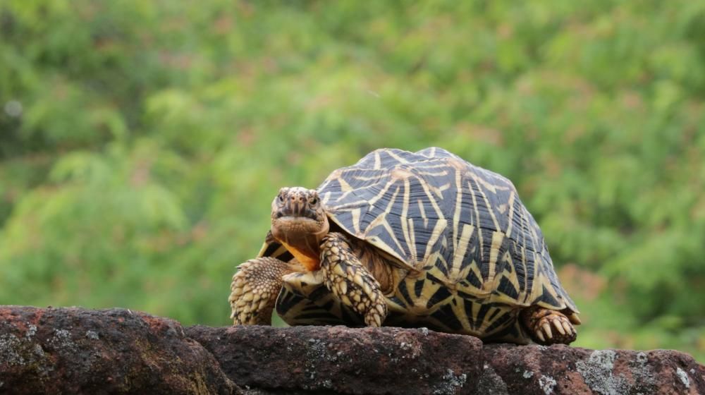 Educational Holidays Sri Lanka – (Primates Education) Image