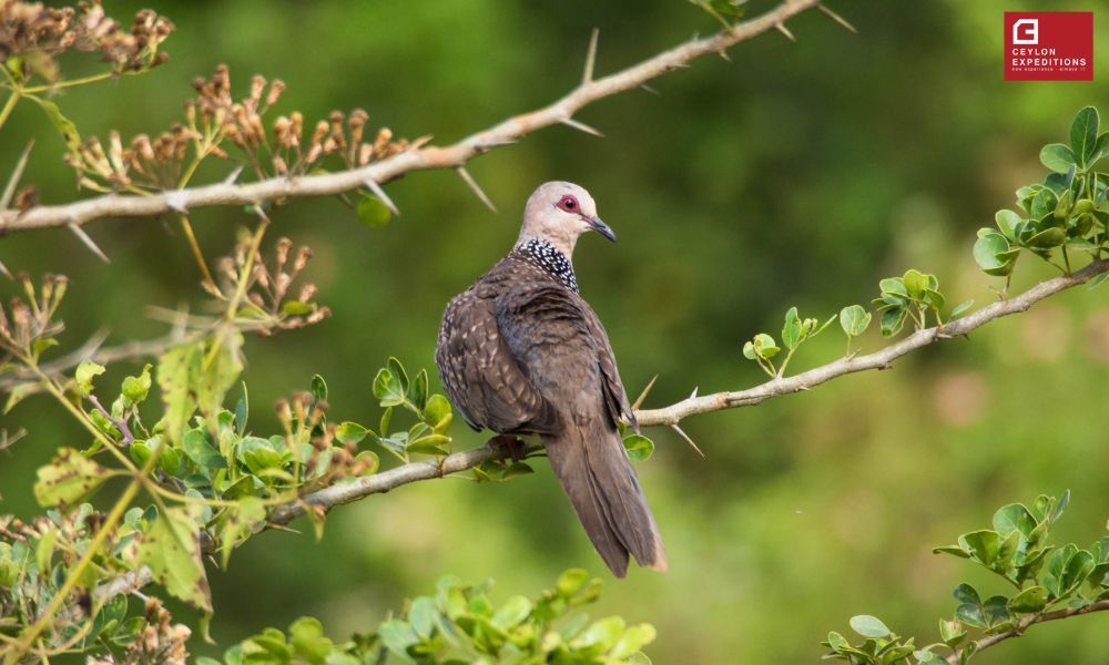 Wildlife field trips Sri Lanka – 12 nights