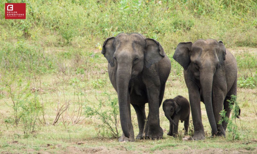 Wildlife field trips Sri Lanka – 12 nights Image