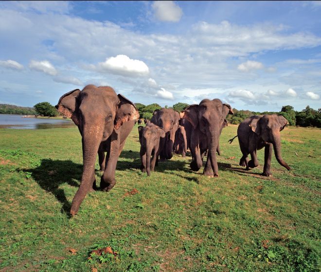 Wildlife field trips Sri Lanka – 12 nights Image