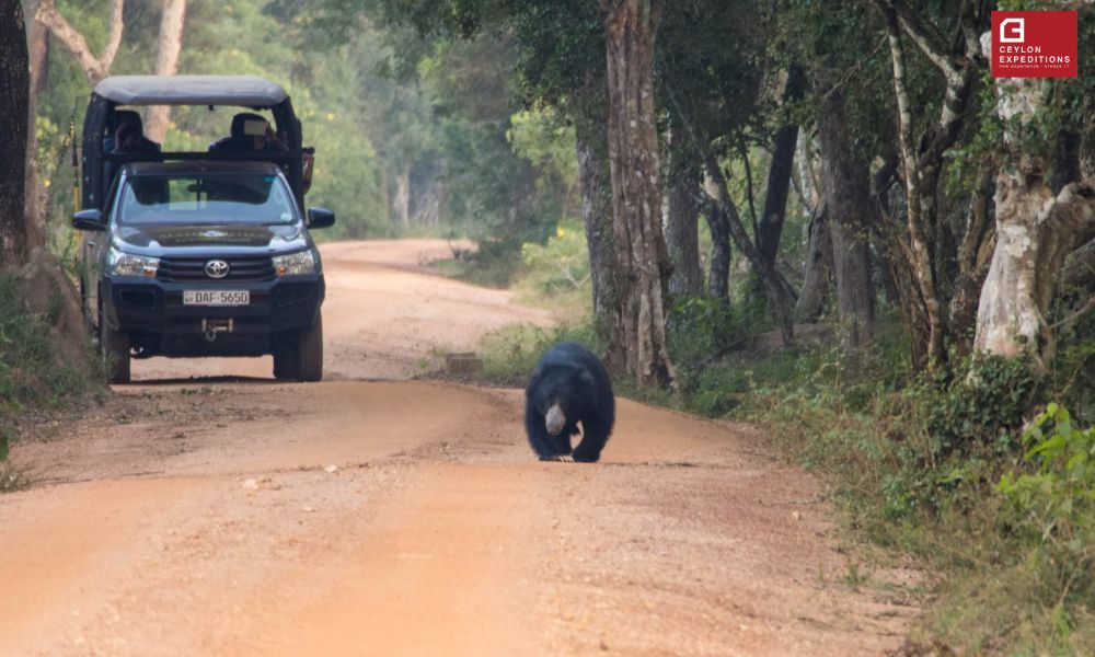 Family Adventure Holiday in Sri Lanka – 12 Nights Image