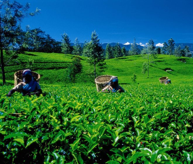 Solo Escorted Tours Sri Lanka 8 Nights - 9 Days Image