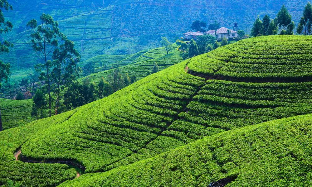 Tea Estate Tour in Sri Lanka 11 Nights Image