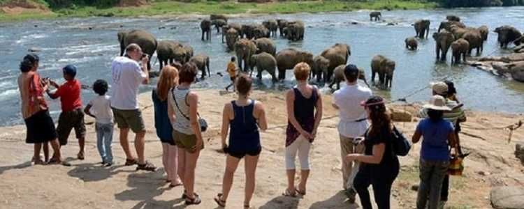 Elephant Orphanage Pinnawala Sri Lanka Image