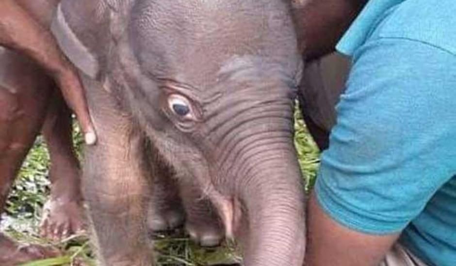 Twin baby elephants born at Elephant Orphanage Pinnawala