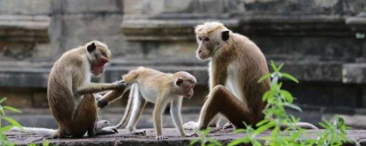 Toque macaques (Macaca sinica) Rilawa