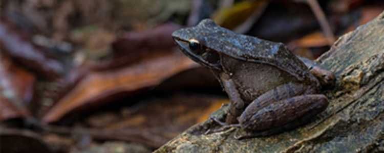 Sinharaja Rain Forest frog