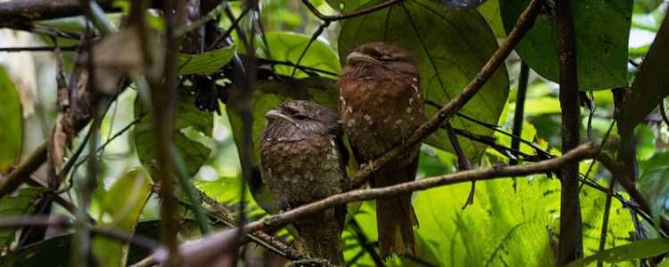 Sinharaja Rain Forest Birds