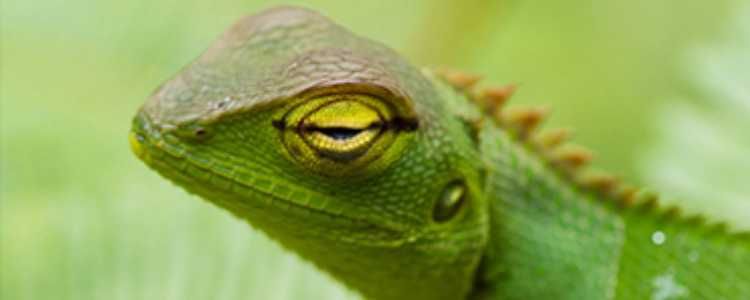 Sinharaja Rain Forest