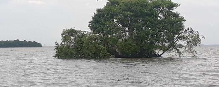 Muthurajawela Wetland Sanctuary Boat Ride