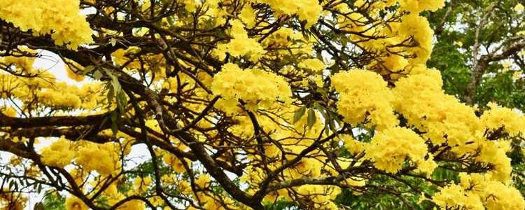 Royal Botanic Gardens Kandy