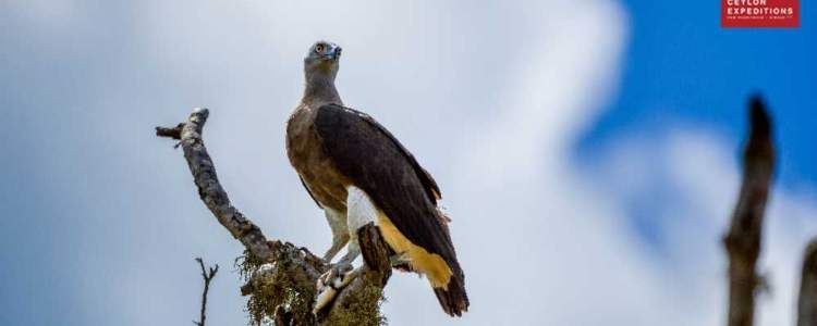 Somawathiya National Park