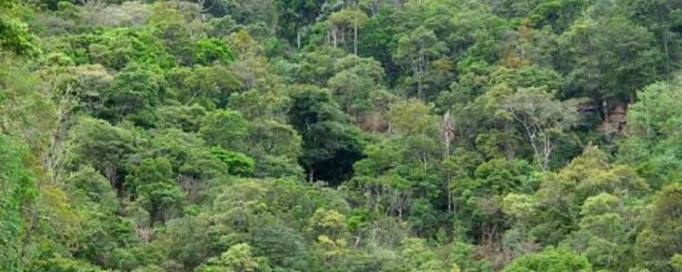 Ritigala Strict Nature Reserve forest