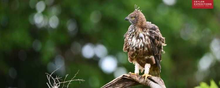 Horagolla National Park