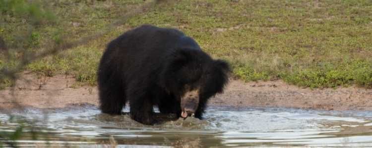 Yala National Park Bear sri lanka